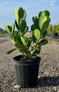 Clusia Rosea- 3 Gallon
