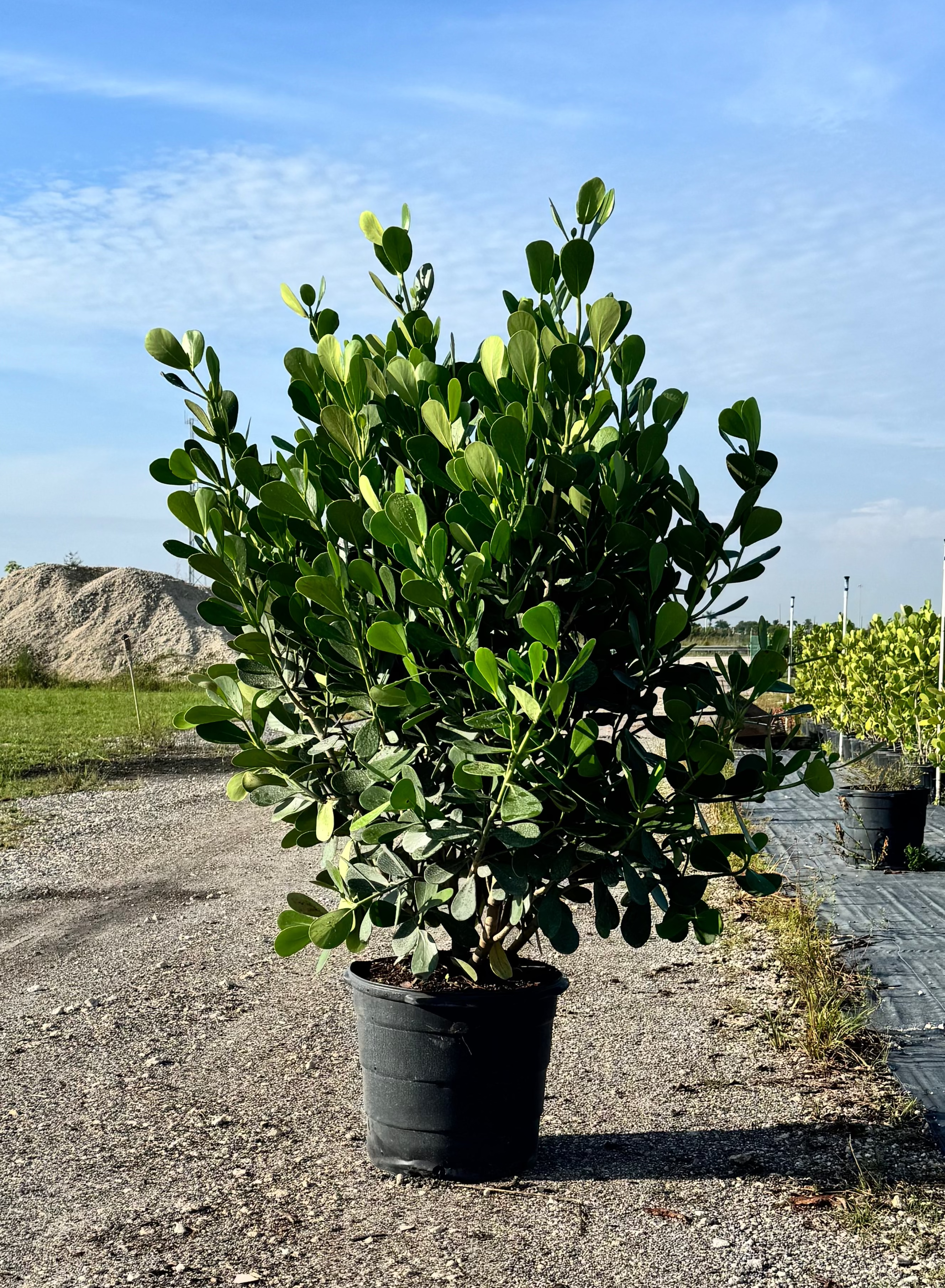 Clusia Rosea- 15 Gallon